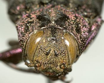 Media type: image;   Entomology 2698 Aspect: head frontal view